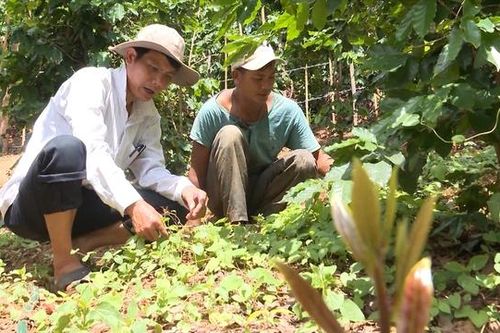 Hai lợi thế để phát triển dược liệu ở Việt Nam