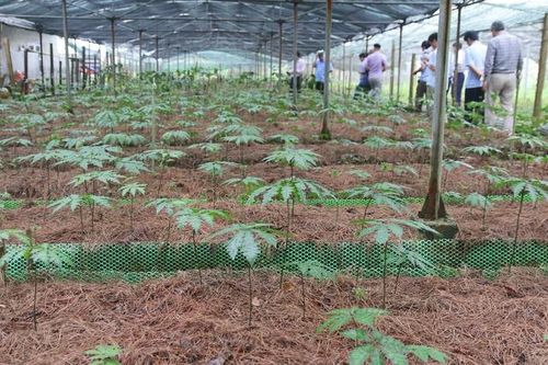 Cây dược liệu quý giúp thay đổi cuộc sống người dân Lai Châu