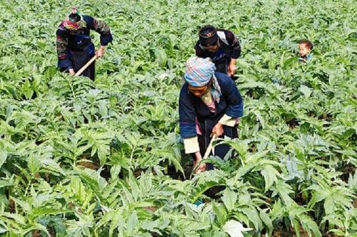 Tiềm năng từ những sản phẩm dược liệu thế mạnh của Việt Nam