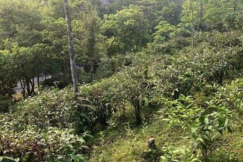 Giải pháp phát triển cây dược liệu ở Hà Giang