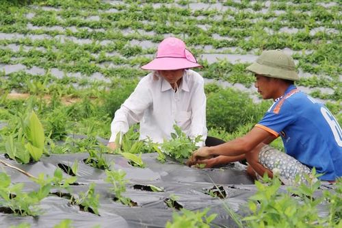 Các giai đoạn cần thiết để khai thác giá trị của cây dược liệu
