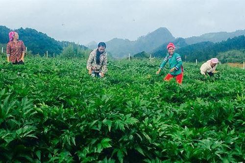 Cách nào phát triển công nghiệp dược liệu ở Việt Nam?