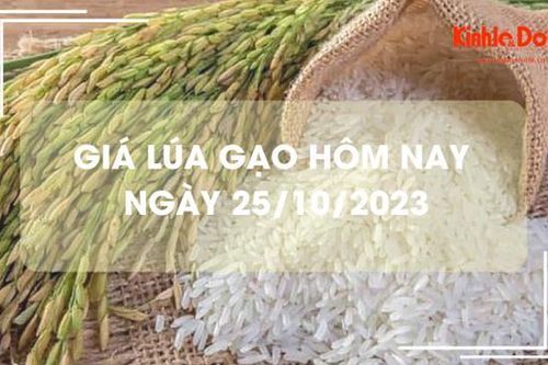 Giá lúa gạo hôm nay 25/10/2023: Giá lúa chững, giá gạo tiếp tục giảm