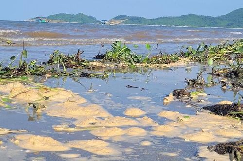 Hà Tĩnh: Bèo tây lấp đầy bãi biển