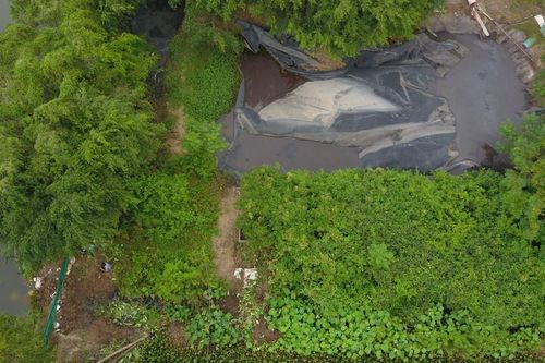 Hải Phòng: Hàng chục trang trại nuôi lợn gây ô nhiễm môi trường