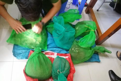 Phú Yên khởi tố bị can vi phạm quy định về bảo vệ động vật nguy cấp, quý, hiếm