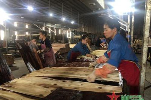Trồng rừng và sản xuất gỗ ở Bắc Kạn đang gặp khó