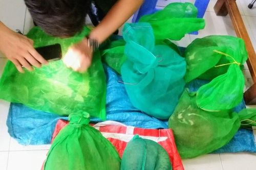 Khởi tố người phụ nữ vận chuyển rắn hổ mang, tê tê Java