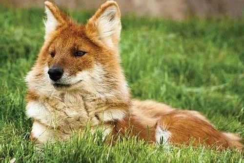 Loài chó châu Á hạ gục cả hổ báo: Có trong Sách Đỏ Việt Nam!