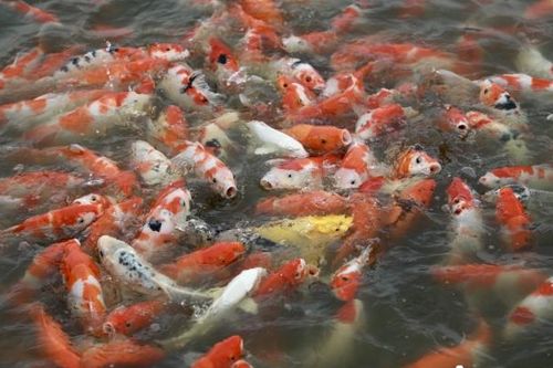 Tây Hồ (Hà Nội): Di chuyển hơn 8 tấn cá koi ra khỏi ao Đầu Đồng để cho thuê trồng sen