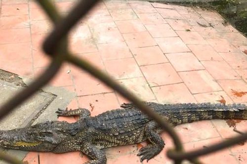 Chuyển đàn cá sấu 10 con ra khỏi công viên lớn nhất Nghệ An