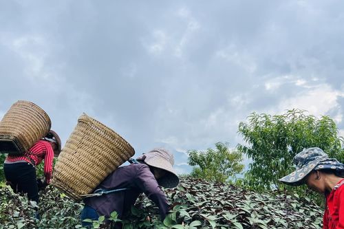 Người Dao ở Lào Cai thoát nghèo nhờ cây tía tô đỏ