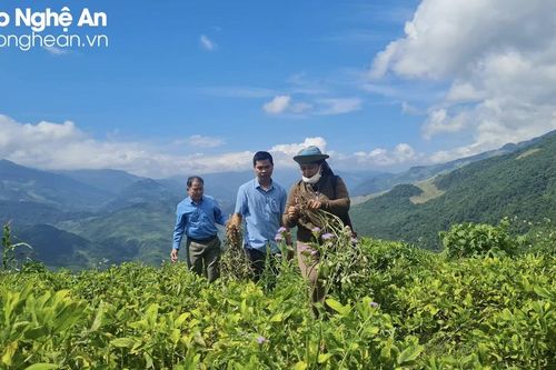 Theo chân nông dân vùng biên Nghệ An lên đỉnh núi thu hoạch lạc