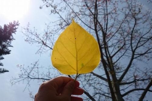 Đừng gọi về miền đau