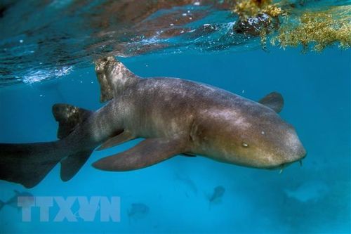 Những mối đe dọa nghiêm trọng đối với sự sống trên Trái Đất