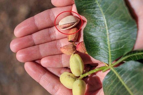 Cận loại cây 'lì lợm' trồng 6 năm mới ra quả 'nhỏ nhỏ nhưng có võ'