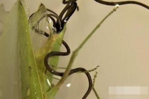 Kẻ thù tự nhiên của giun tròn sắt là gì? Ký sinh ở động vật chân đốt (về cơ bản không có kẻ thù tự nhiên) - bí ẩn chưa được giải mã