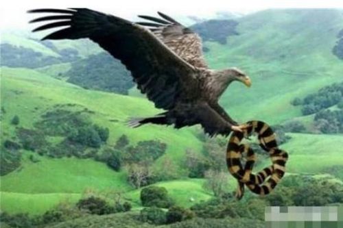 Loài chim lớn nhất mà con người biết đến là đại bàng Argentina, lớn hơn cả máy bay