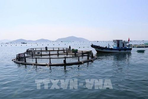 Phát triển nuôi biển sẽ là xu hướng tất yếu