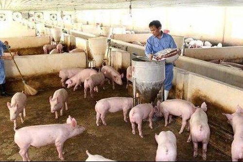 Chênh lệch từ kinh doanh BĐS, Dabaco báo lãi quý III giảm 94%