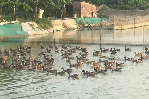 Khôi phục giống vịt cỏ Vân Đình: Giữ lại nguồn gen quý để tránh nguy cơ tuyệt chủng