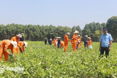 Tháo gỡ khó khăn, vướng mắc trong xây dựng triển khai Đề án Địa bàn sạch ma túy