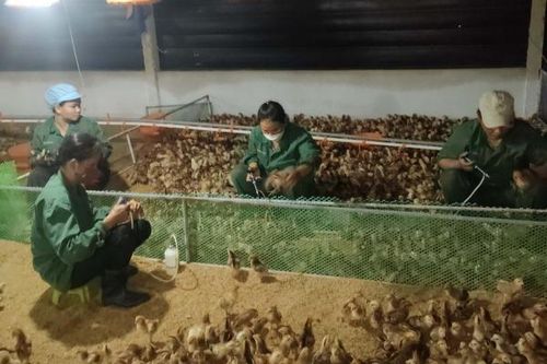 Phát triển chăn nuôi trang trại ở Khánh Vĩnh: Hướng đi hiệu quả