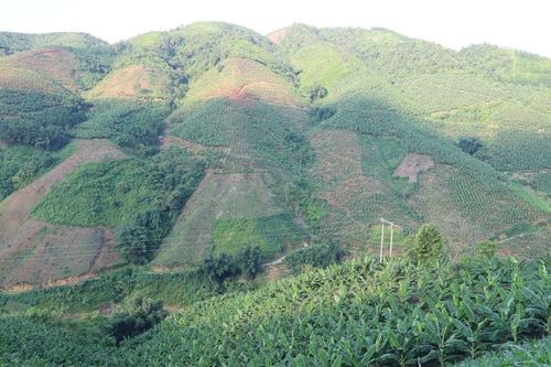 Cần có chiến lược phát triển vùng trồng chuối bền vững