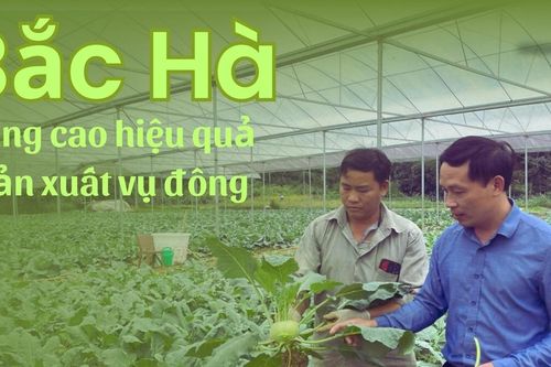 Bắc Hà nâng cao hiệu quả sản xuất vụ đông