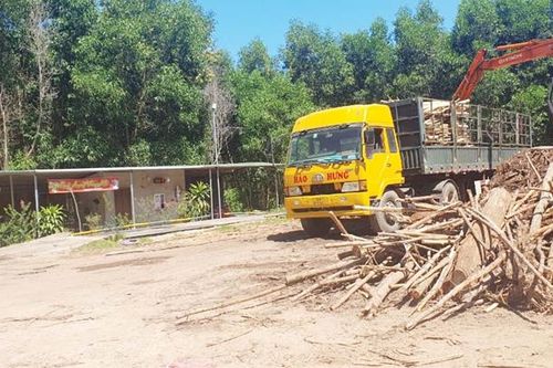 Trạm cân keo tràm trái phép - Bài 2: Buông lỏng quản lý
