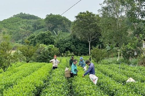 Cây trồng chủ lực giúp cải thiện đời sống người nghèo