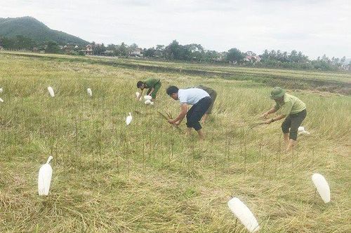 Quảng Bình: Nghiêm cấm săn bắt, mua bán chim hoang dã