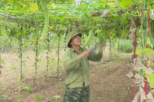 Hà Nội mở rộng vùng sản xuất rau an toàn