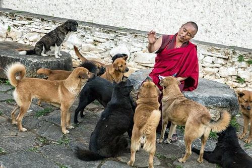 Phật giáo và phúc lợi của động vật tại vương quốc Bhutan