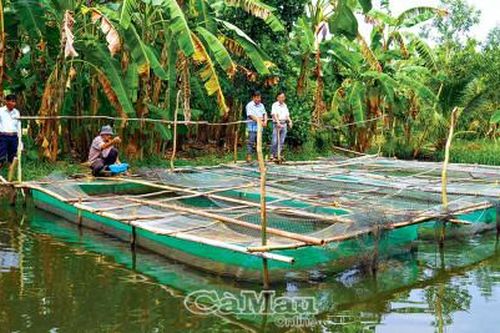 Khôi phục nguồn lợi cá đồng