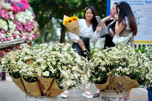 'Đặc sản' cúc họa mi đầu mùa giá chát, khách vẫn tấp nập mua