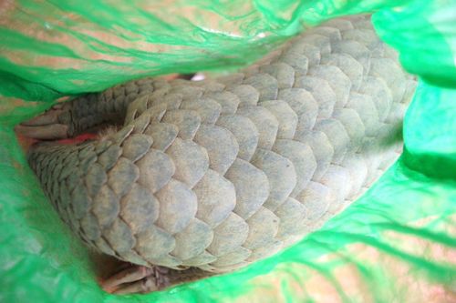Vận chuyển động vật quý hiếm, một phụ nữ ở Phú Yên bị khởi tố