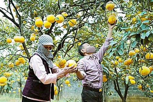 Đẩy mạnh xây dựng mã số vùng trồng: Hướng đến nền nông nghiệp bền vững