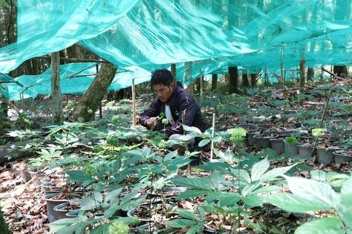 Xây dựng Kon Tum thành vùng phát triển dược liệu quý bền vững