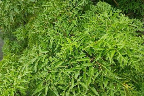 Uống nước lá đinh lăng có chữa được bệnh thoái hóa thần kinh?