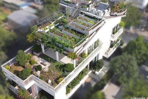 Ngưỡng mộ cặp vợ chồng già biến nóc nhà thành vườn rau xanh mướt