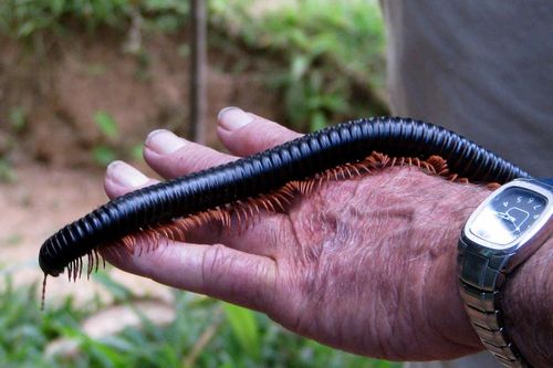 Thú cưng nhiều chân và những loài động vật chân đốt