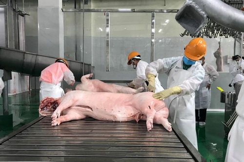 Giữ nguyên quy định giết mổ từ 10 con lợn trở lên phải xin Giấy phép môi trường