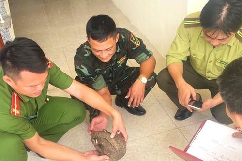 Thấy động vật quý hiếm xuất hiện trước cổng, người đàn ông vội vã giao nộp cho Công an