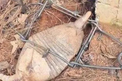 Đặt bẫy kẻ trộm gà, bất ngờ tóm được 'sinh vật lạ' cực nguy hiểm