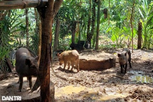 Hộ đồng bào thoát nghèo với heo đen bản địa