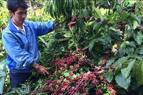 Thu về 4 tỷ USD, cà phê Việt chuyển sang chặng đường tăng trưởng xanh
