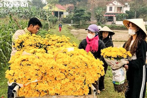 Giá cây giống giảm, nông dân phấn khởi vào vụ hoa Tết