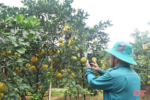 Nhờ chuyển đổi số, bưởi Phúc Trạch bán 'rần rần' trên mạng