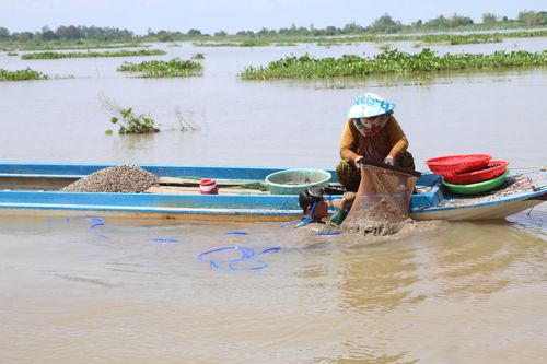 Mưu sinh mùa lũ muộn ở nơi đầu nguồn châu thổ sông Cửu Long
